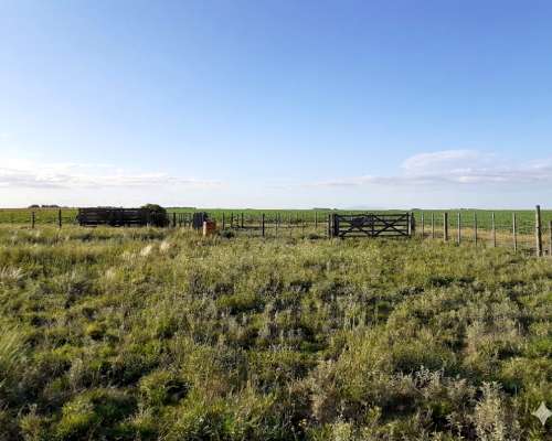 Venta: 150 Hectáreas- Mixto - Coronel Dorrego