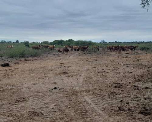Vende Excelente Campo Ganadero