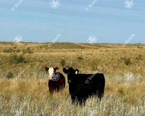 Campo Cría- Recría 74.000 Has Mendoza