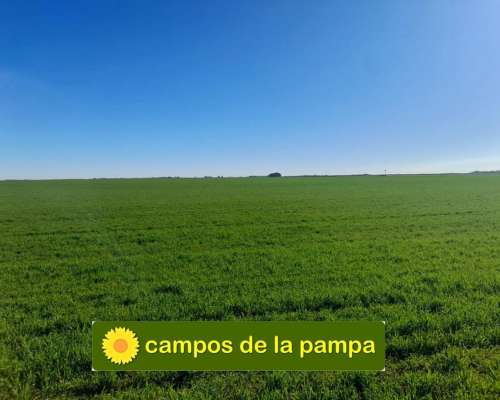 Cordoba – Venta muy Buen Campo Agricola 440 Ha Pampa Arenosa
