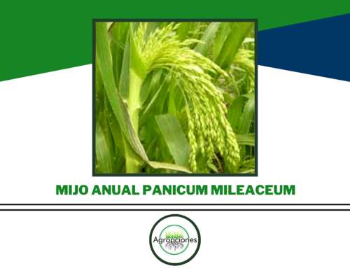 Semilla de Mijo Anual ( Panicum Mileaceum )