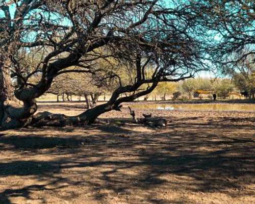 7.387 Ha Cuchillo CO, la Pampa