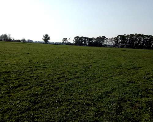 Venta 250 Has 100% Agrícola, Balcarce.