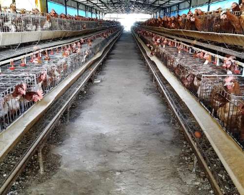 Jaulas para Gallinas Ponedoras