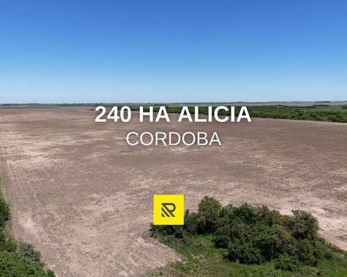 240 Ha Alicia -