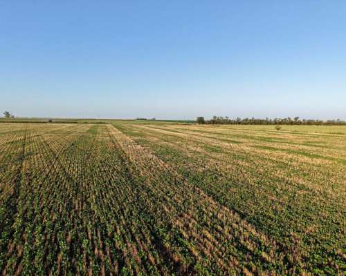 43 HA. Departamento San Martin (santa FE)