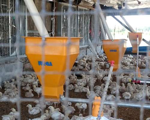 Comedero Automático Ivega para Galpones de Pollos