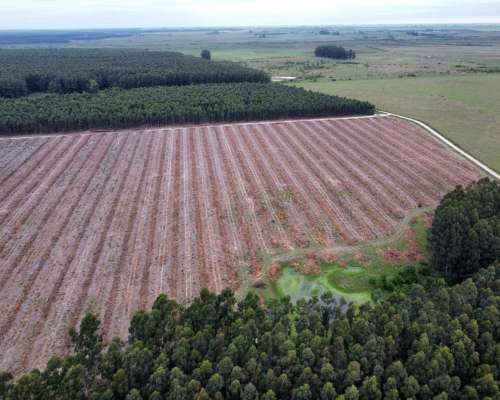 289 Has muy Buen Campo Forestal y Ganadero en Entre Ríos