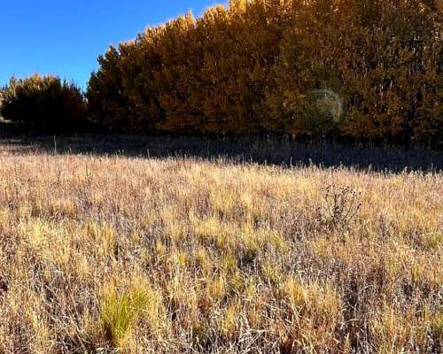 Venta Campo Ganaderas en la Carolina San Luis Paraíso
