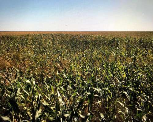 Campo Agrícola con Escrituras en Bandera