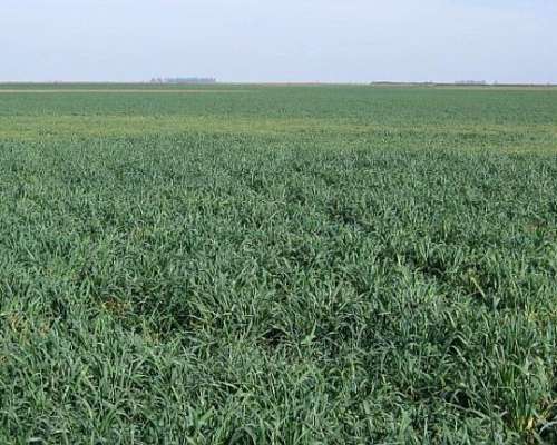 2.198 Has en Venta, Jovita - Córdoba