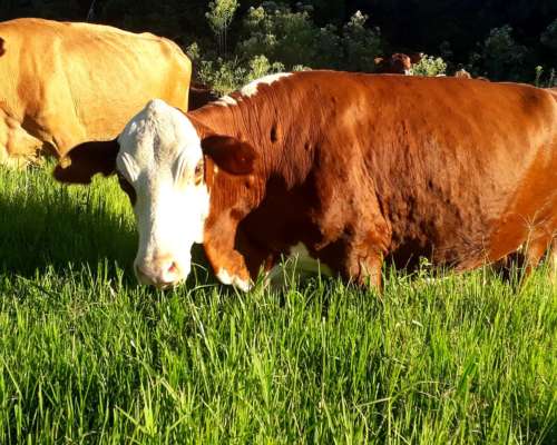 Dueño Vende Campo Misiones