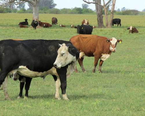 Excelente Campo Ganadero en Coronel Bogado