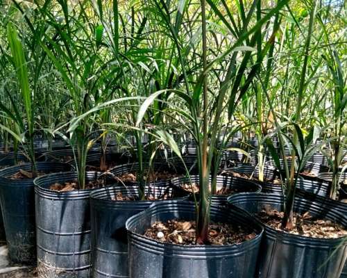 +7.000 Pindó Grandes Disponibles – Venta en Campo – Producto