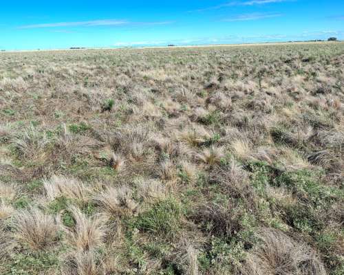1600ha en Partido de Puan