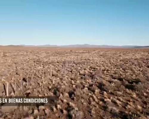 Campo Ganadero Sobre Ruta Provincial N°62 Meseta Chubut.