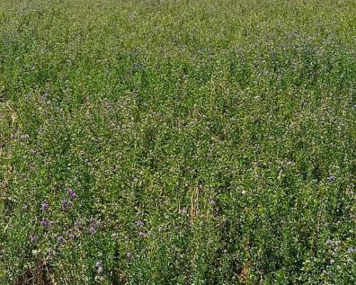 Campo Agricola y Ganadero