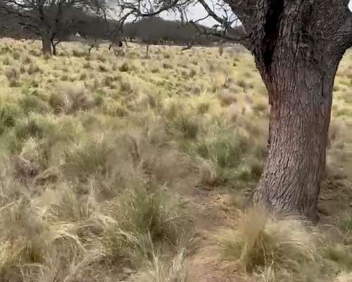 500ha Agrícola-ganaderas Sobre Ruta Nacional 35