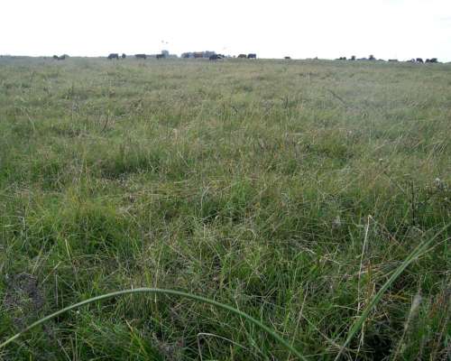 Alquiler 500 Ha de Cria Sobre la Ruta 11 Castelli