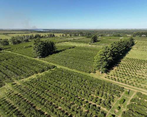 Pcia. de Corrientes - Alvear 115 Ha