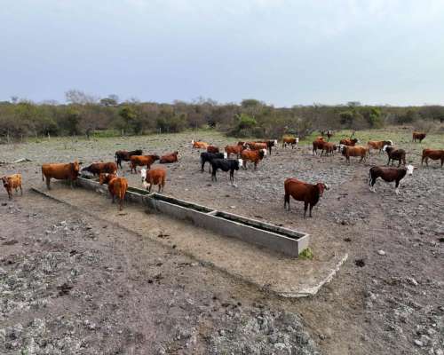 Pcia. de Corrientes - Curuzu Cuatia 14884 Has