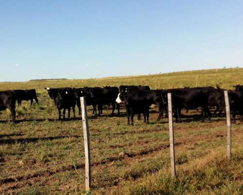 Unión, San Luis. 13000 Has. Excelente Estancia Ganadera