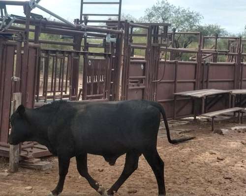 Milagro (LA Rioja) 6.000 Has Ganaderas .