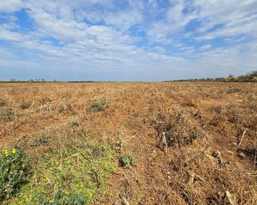 Vendo 5000 Ha Mixtas en las Delicias
