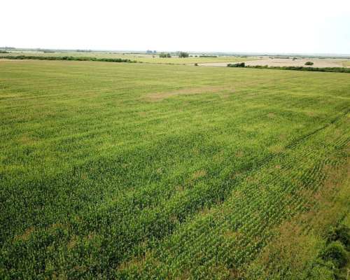 50 Has Agrícolas Ramayon San Justo Santa FE