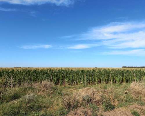 Coronel Dorrego, Buenos Aires - 1.748 Ha