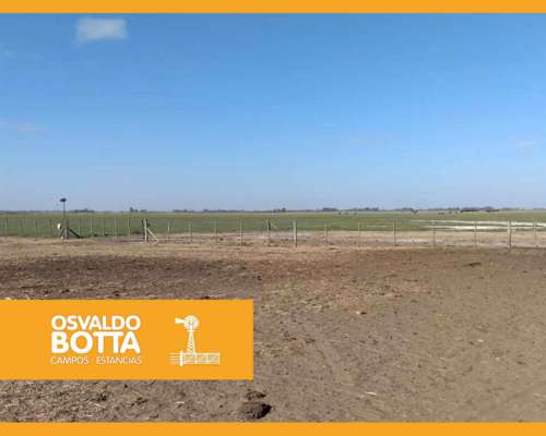 450 Hectáreas en Lincoln, Provincia de Buenos Aires