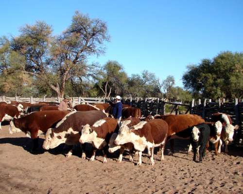 Campo Ganadero Estancia la Esperanza