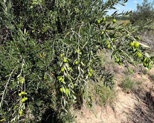 Finca Orgánica de 32 Sobre Ruta 7