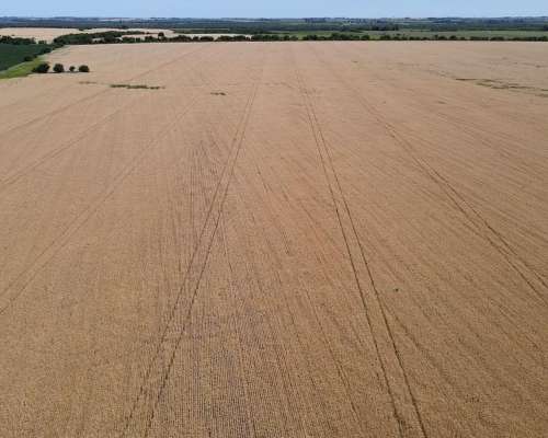 101 Hectáreas Agrícolas con Buen Acceso en Gualeguaychú.