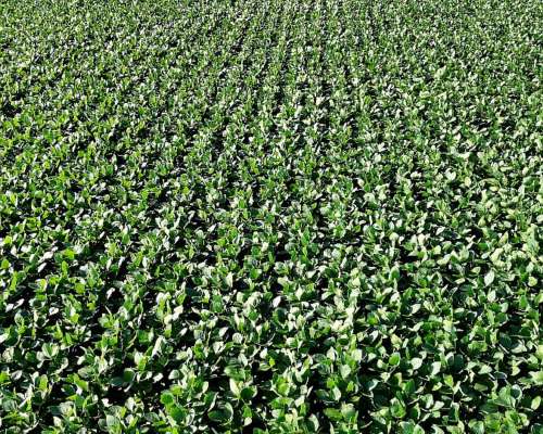 220 Has Ingeniero Luiggi