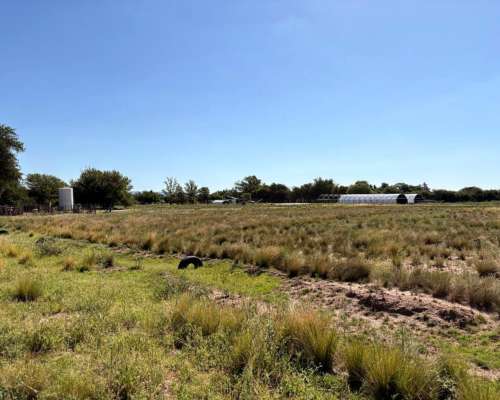 Alem Chacra en Produccion Ovina y Avicola