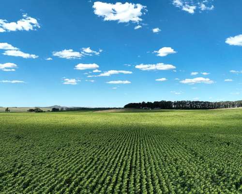 851 Has. Campo Agrícola en Tandil