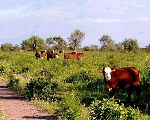 1300 Hectareas Ganaderas en Dean Funes