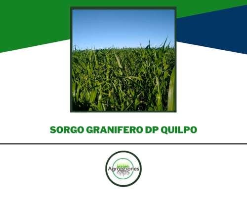 Semilla de Sorgo Granifero DP Quiplo