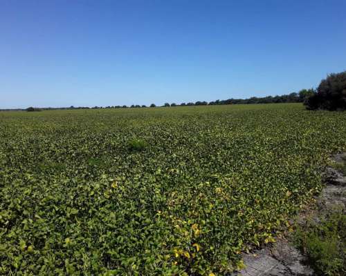 650 Hectareas Mixtas E. Rios