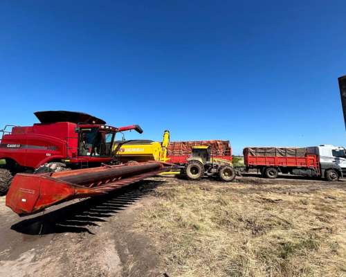 Servicio de Cosecha de Maíz y Girasol