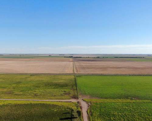1520 Has Coronel Dorrego, Buenos Aires - Agrícola - Venta
