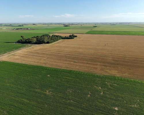 Totoras, Iriondo, Santa FE - 160 Ha