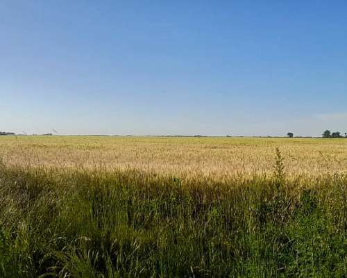 Exelente Campo en Pergamino.