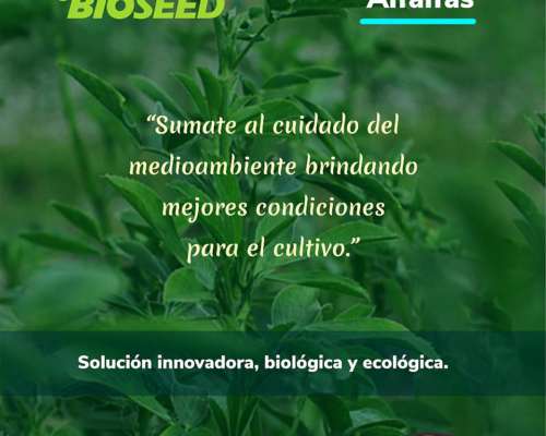 Alfalfa Albert Winter - Grupo 8