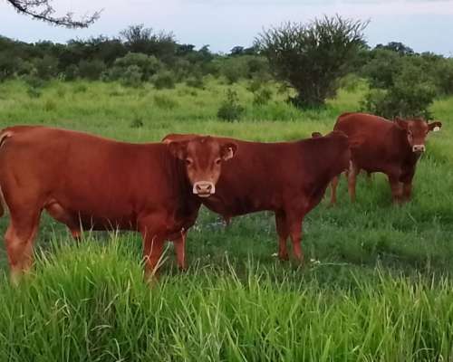 Excelentes Terneros Limangus para Toritos