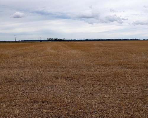 1.000 Hectáreas Agricolas. Suelo 1. Saltó.