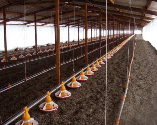 Comedero Automático Ivega para Galpones de Pollos