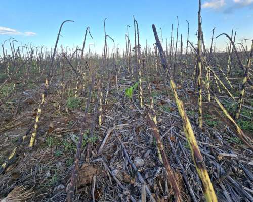 En Alquiler 1000 Ha Agrícolas Punilla
