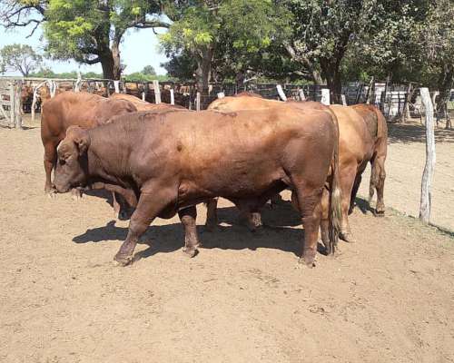 Toros Brangus Colorados-san Javier